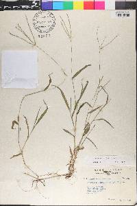 Digitaria ciliaris image