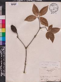 Calycanthus floridus var. laevigatus image