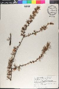 Larix laricina image