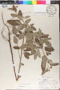 Waltheria indica image