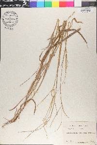 Paspalum conjugatum image
