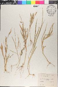 Panicum molle image