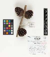 Pinus clausa image