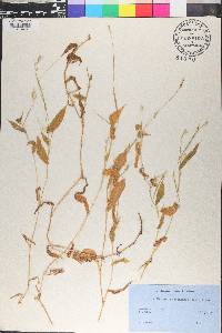 Arthraxon quartinianus image