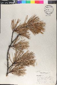 Pinus rigida image