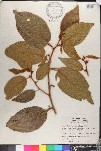 Colubrina arborescens image