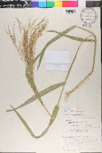 Panicum hirsutum image