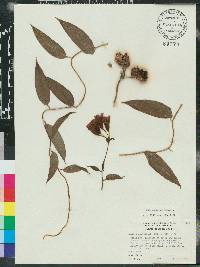 Bomarea acutifolia image