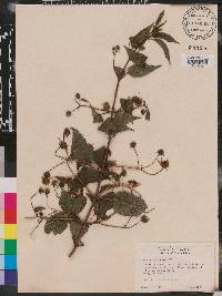 Bidens squarrosa image