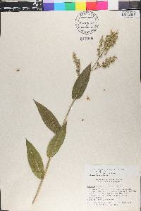 Lasiacis ruscifolia image