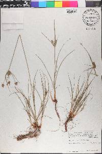 Cyperus schweinitzii image