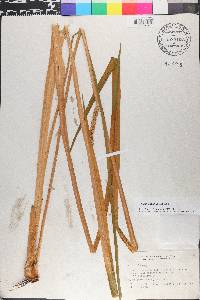 Acorus calamus image