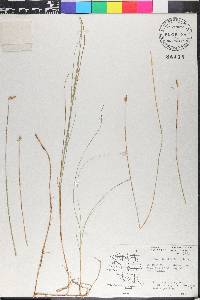 Carex chordorrhiza image