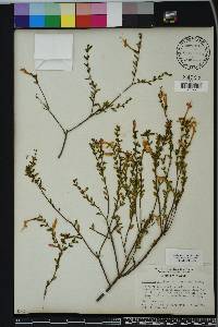 Calamintha coccinea image