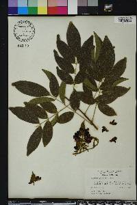 Callerya reticulata image