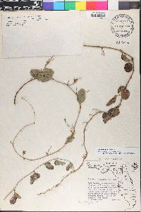 Galactia glabella image