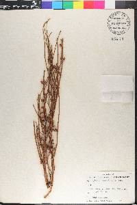 Ephedra californica image