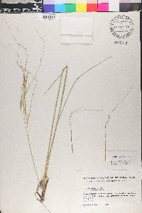 Hesperostipa spartea image
