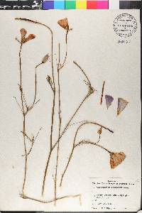 Calochortus splendens image