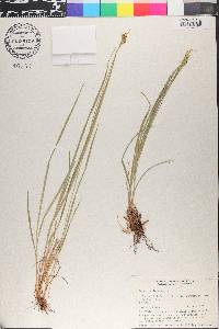 Carex pallescens image