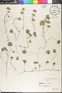 Hydrocotyle maritima image