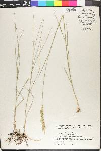 Pascopyrum smithii image