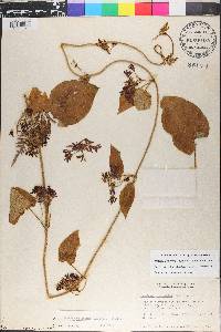 Matelea decipiens image