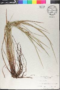 Carex baileyi image