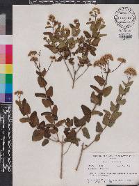 Eupatorium villosum image