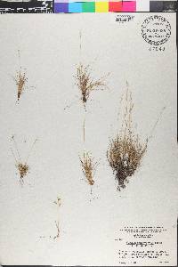 Festuca brachyphylla image