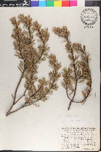 Pinus quadrifolia image