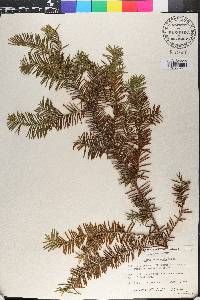 Taxus canadensis image