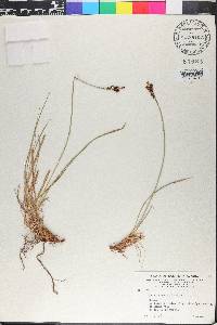 Carex consimilis image