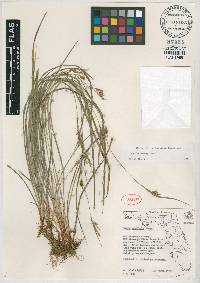 Carex godfreyi image