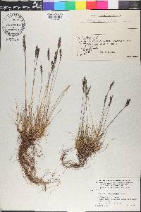 Festuca brachyphylla image