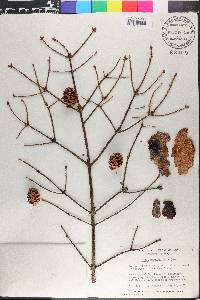 Picea mariana image