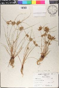 Cyperus flavescens image