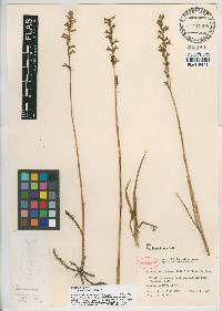 Spiranthes sylvatica image