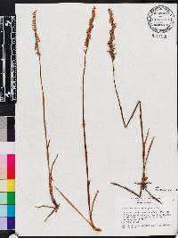 Spiranthes vernalis image