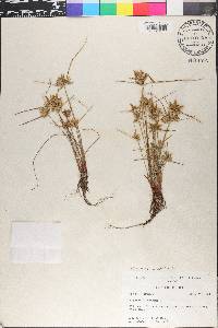 Cyperus flavescens image