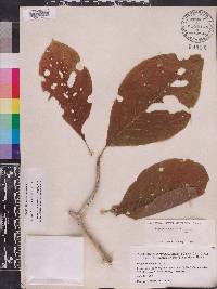 Magnolia acuminata image