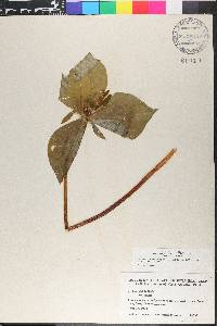 Trillium viridescens image