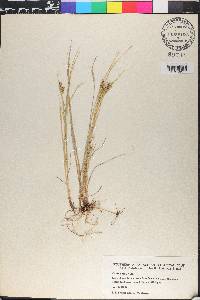 Carex aurea image