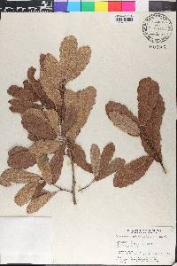 Quercus clivicola image