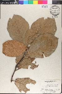 Quercus crassifolia image