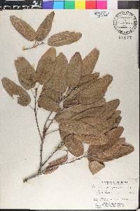 Quercus polymorpha image