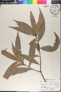 Quercus trinitatis image