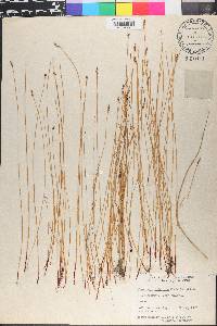 Eleocharis halophila image