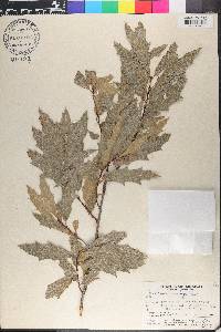 Quercus canbyi image