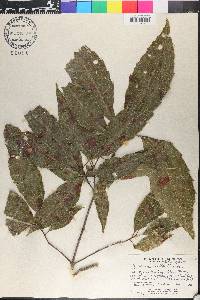 Quercus cortesii image